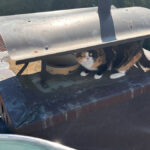 Tierischer Einsatz: Feuerwehr Oldenburg rettet Katze vom Dach