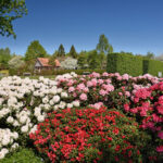 Rhododendron im Fokus