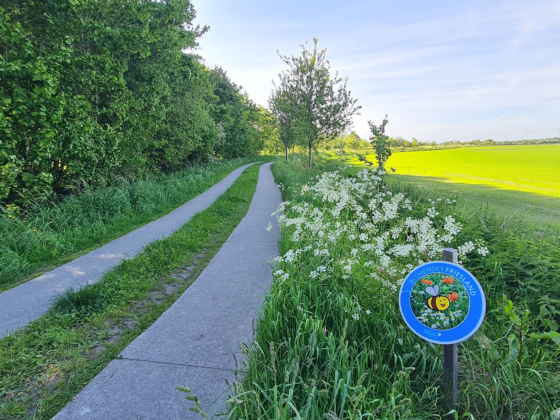 „Blühendes Friesland“ zeigt Wirkung: Insektenfreundliche Pflege im Landkreis