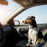 Hund bei Hitze in geschlossenem Auto zurückgelassen