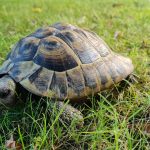 Schildkröte spaziert vor Polizeiwache: „Grieche“ in Brake gerettet