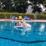 Hundeschwimmen im Hössenfreibad: Vier- und Zweibeiner genießen Saisonabschluss