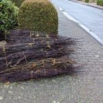 Letzte Chance für Grünschnitt: Ast- und Strauchwerkabfuhr beginnt